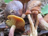 Gymnopilus aeruginosus image