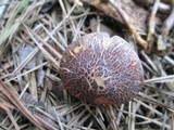 Gymnopilus aeruginosus image