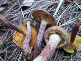 Gymnopilus aeruginosus image