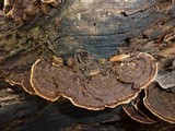 Coriolopsis caperata image