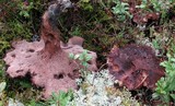 Sarcodon scabrosus image