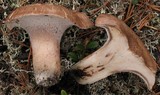 Sarcodon scabrosus image