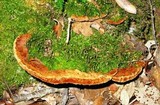 Fuscoporia torulosa image