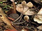Mycena abramsii image