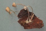 Mycena abramsii image