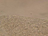 Mycena abramsii image
