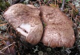 Sarcodon scabrosus image
