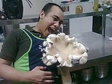 Macrocybe crassa image