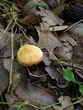 Marasmius strictipes image