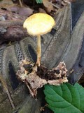 Marasmius strictipes image