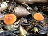Rhizomarasmius pyrrhocephalus image