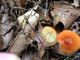 Rhizomarasmius pyrrhocephalus image