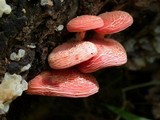 Rhodotus palmatus image