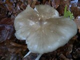 Megacollybia platyphylla image