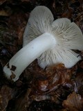 Megacollybia platyphylla image