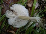 Megacollybia platyphylla image