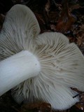 Megacollybia platyphylla image