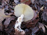 Floccularia albolanaripes image
