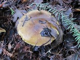 Floccularia albolanaripes image