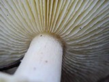 Floccularia albolanaripes image