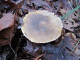 Floccularia albolanaripes image