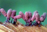 Arcyria denudata image