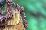 Arcyria denudata image