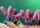 Arcyria denudata image