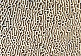 Lenzites elegans image