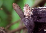 Xylaria cubensis image