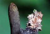 Xylaria cubensis image