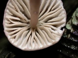 Mycena capillaripes image