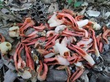 Pseudocolus fusiformis image