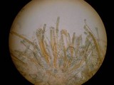 Plicaria endocarpoides image