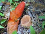 Mutinus elegans image