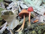 Conocybe tenera image