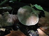 Polyporus leptocephalus image