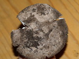 Amanita protecta image