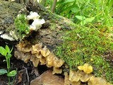 Ductifera pululahuana image