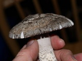 Amanita protecta image