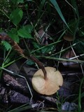 Xeromphalina tenuipes image