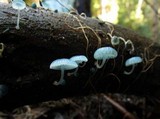 Mycena interrupta image