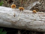 Pholiotina smithii image