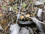 Pholiotina smithii image