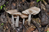 Marasmius albogriseus image