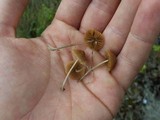 Pholiotina smithii image