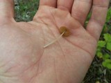 Pholiotina smithii image