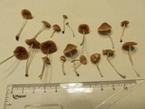 Pholiotina smithii image