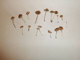 Pholiotina smithii image