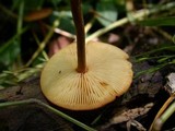 Xeromphalina tenuipes image